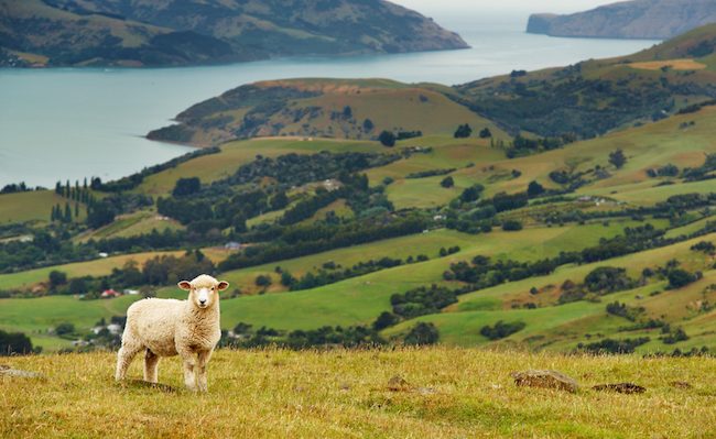 new-zealand-rural